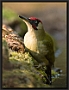 Groene Specht, European Green Woodpecker, Picus viridis Location: Twente. the Netherlands groene specht MG 1766 kopie